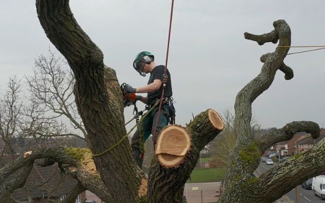 Tree care
